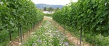 biodynamische wijngaard
